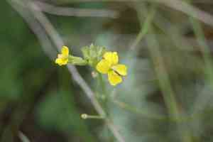European wallflower(Erysimum hieraciifolium)