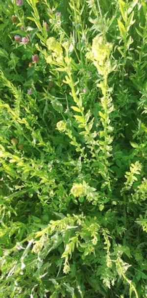 European wallflower(Erysimum hieraciifolium)