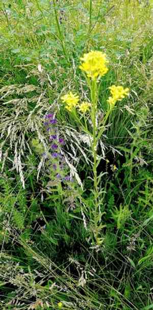European wallflower(Erysimum hieraciifolium)