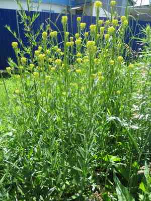 European wallflower(Erysimum hieraciifolium)