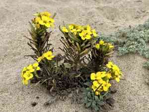 Curly wallflower(Erysimum menziesii)
