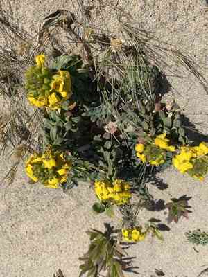 Curly wallflower(Erysimum menziesii)