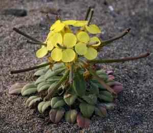 Curly wallflower(Erysimum menziesii)