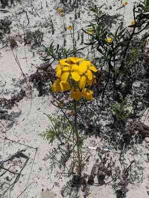 Santa cruz wallflower(Erysimum teretifolium)