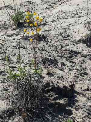 Santa cruz wallflower(Erysimum teretifolium)