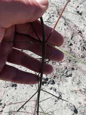 Santa cruz wallflower(Erysimum teretifolium)