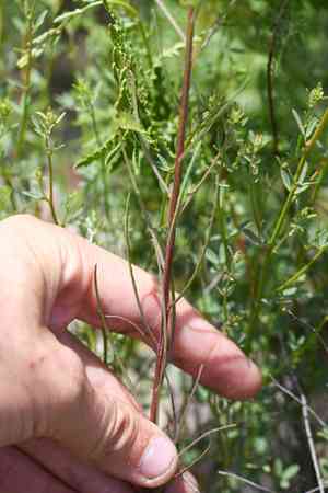Santa cruz wallflower(Erysimum teretifolium)