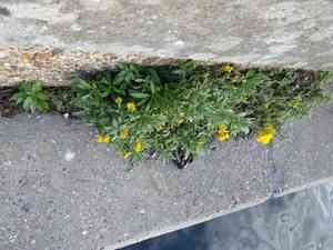 Wallflower (Erysimum)(Erysimum)