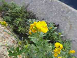 Wallflower (Erysimum)(Erysimum)