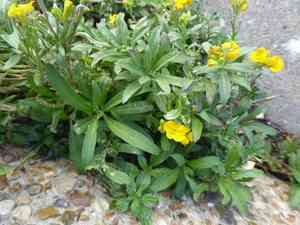 Wallflower (Erysimum)(Erysimum)