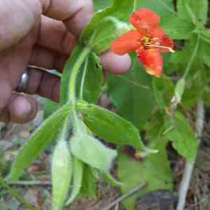 Scarlet Monkey Flower(Erythranthe cardinalis)