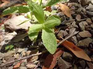 Scarlet Monkey Flower(Erythranthe cardinalis)