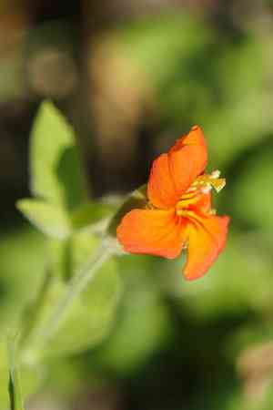 Scarlet Monkey Flower(Erythranthe cardinalis)