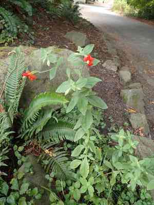 Scarlet Monkey Flower(Erythranthe cardinalis)