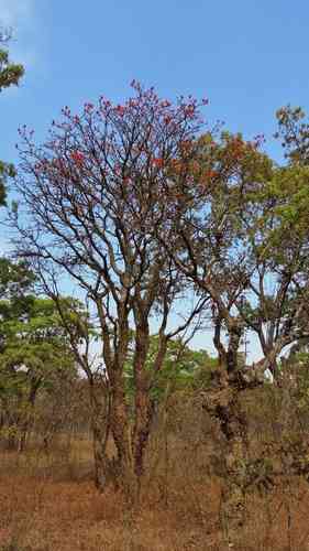 Red hot poker tree(Erythrina abyssinica)