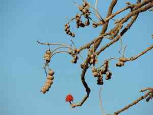 Red hot poker tree(Erythrina abyssinica)