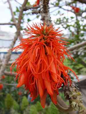 Red hot poker tree(Erythrina abyssinica)