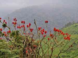 Red hot poker tree(Erythrina abyssinica)