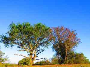 Kaffirboom(Erythrina caffra)