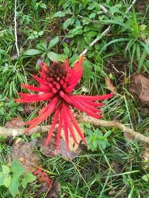 Coralbean(Erythrina flabelliformis)