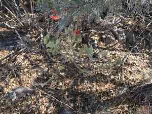 Coralbean(Erythrina flabelliformis)