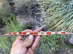 Coralbean(Erythrina flabelliformis)