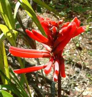 Coral bean(Erythrina herbacea)