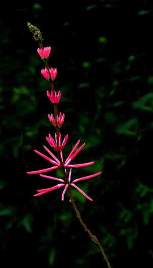 Coral bean(Erythrina herbacea)
