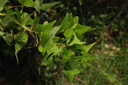 Coral bean(Erythrina herbacea)