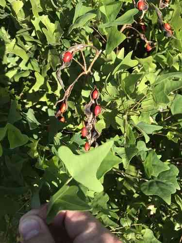 Coral bean(Erythrina herbacea)