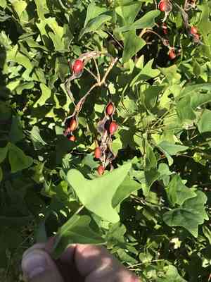 Coral bean(Erythrina herbacea)