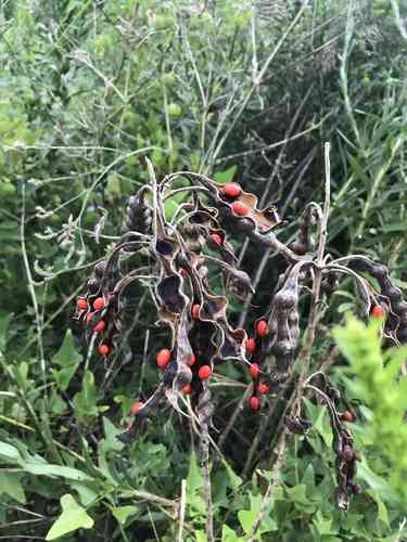 Coral bean(Erythrina herbacea)