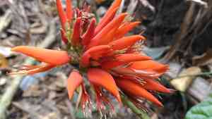 Indian coral tree(Erythrina variegata)