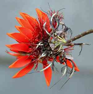 Indian coral tree(Erythrina variegata)
