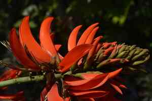 Indian coral tree(Erythrina variegata)
