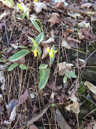 Yellow trout lily(Erythronium americanum)