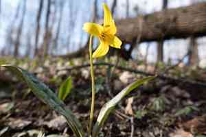 Yellow trout lily(Erythronium americanum)