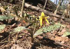 Yellow trout lily(Erythronium americanum)