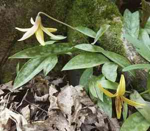 Yellow trout lily(Erythronium americanum)