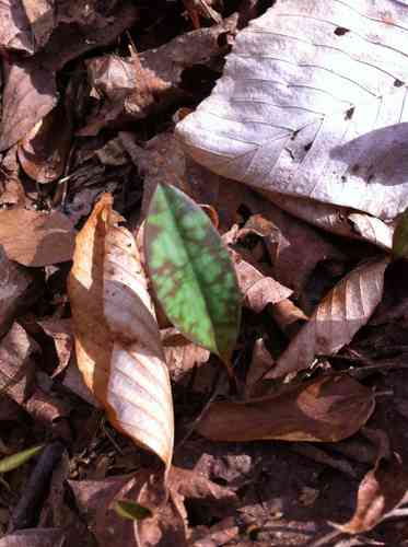 Yellow trout lily(Erythronium americanum)
