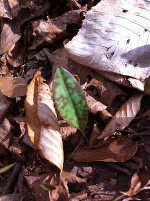 Yellow trout lily(Erythronium americanum)