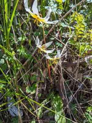 Napa fawn lily(Erythronium helenae)
