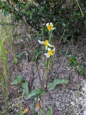 Napa fawn lily(Erythronium helenae)