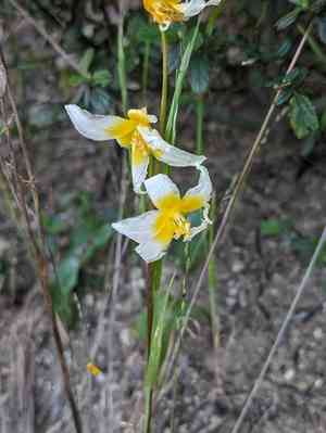 Napa fawn lily(Erythronium helenae)