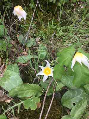 Napa fawn lily(Erythronium helenae)