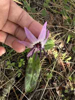 Henderson's fawn lily(Erythronium hendersonii)