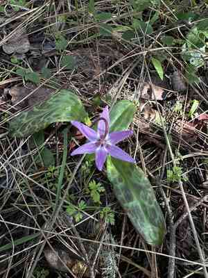 Henderson's fawn lily(Erythronium hendersonii)