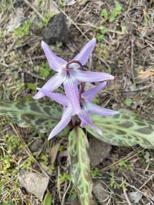 Henderson's fawn lily(Erythronium hendersonii)