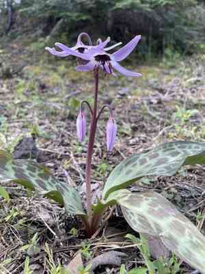 Henderson's fawn lily(Erythronium hendersonii)