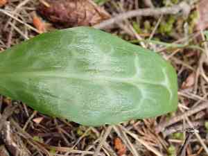 Giant White Fawn lily(Erythronium oregonum)
